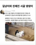 길냥이와 친해진 시골 댕댕이
