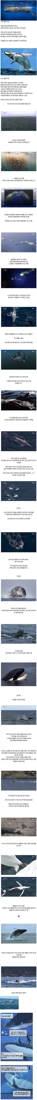 범고래 떼를 유일하게 이길 수 있는 생명체