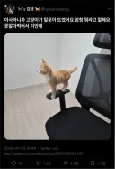 위풍당당 고양이