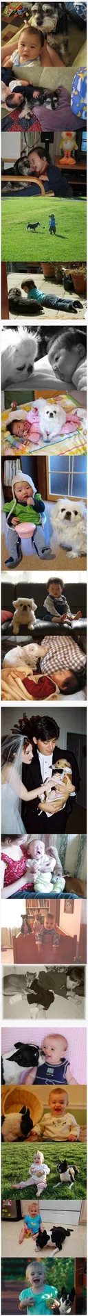 아기때문에 파양할게 아니라 아기때문에 개를 길러야 되요 (10년 이상의 연구끝 과학자들의 조언)