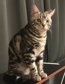 우리집 고양이 얼마 안남았다..