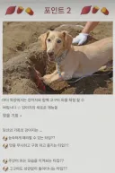 일본의 애완견과 고구마 캐는 농장.jpg