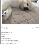 ???: 마리당 만원이면 다들 ㅈ냥이 잡으러 갈거임ㅋㅋ