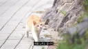 새덕후 방송 ㅈㄴ 웃기네...JPG