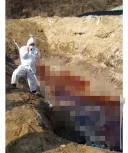 살처분) 이거 당연히 환경에도 ㅈㄴ 해롭다