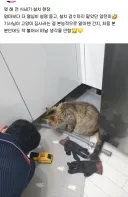 식세기 설치 현장 꼼꼼하게 검수하는 고양이.jpg