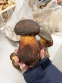 중국에서만 먹는다는 존나게 맛있다는 야생 독버섯 ㄷㄷㄷ;;