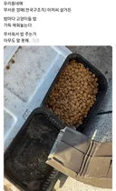 출소 후 유일한 낙입니다. 괭이 밥 치우지마시오 양해부탁