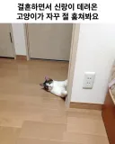 결혼하면서 신랑이 데려온 고앵이