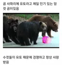 누군가에게 계속 공격받는 암컷 곰.jpg