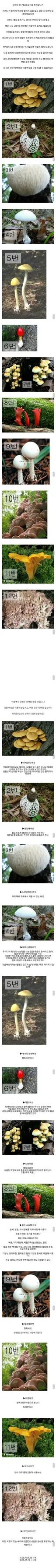 버섯은 파는 것만 먹어야 하는 이유