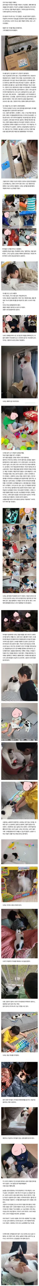 긴글 주의 자폐스펙트럼 아이가 고양이를 만나자 생긴 일