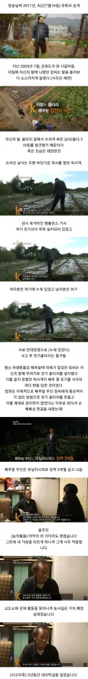 배추 서리 때문에 인생 망함