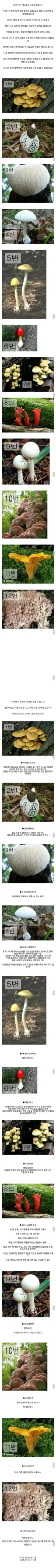 조난 당했을때 버섯을 발견한 당신의 선택은?.jpg