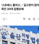'스트레스 풀려고…' 길고양이 잡아죽인 30대 집유