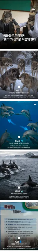 동물들의 무리 내 왕따문제 해결방법