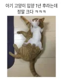 아기고양이 입양 1년 후