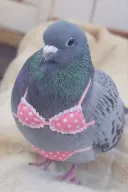 미이쨩과 야마다상 결말