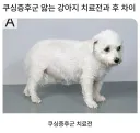 쿠싱증후군 앓는 강아지 치료 전후 차이