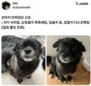 강아지 만져줘요 신호.jpg
