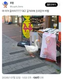 대구 길거리에 오리있어
