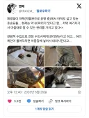 헤밍웨이 저택에 살고있는 고양이들.jpg
