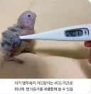 직장인들이 아기 앵무새를 키워야 되는 이유