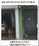 옆집 강아지 vs 우리집 강아지