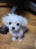 내 여동생 미모어때?
