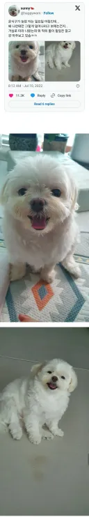 휴일에 나만 깨우는 멍뭉이.jpg