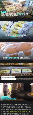 착한 계란 출시 소식에 극대노한 계란 업계