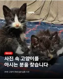 전국 각지에서 고양이 13마리 입양한 30대 남성 (부천 고양이 연쇄실종사건)