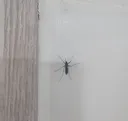 이거 모기 맞나요?