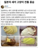 일본 새끼 고양이 전통 풍습?
