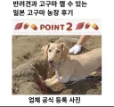 반려견과 고구마캘수있는 농장 후기