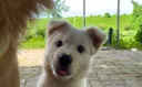 [입양홍보] 1m 목줄이 세상의 전부였던 3개월 아기, 오월이🐾
