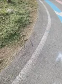 속보) 산책 중에 뱀 나옴