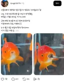 사촌오빠가 밥먹다 말고 물고기 밥주러 가야된다고 함