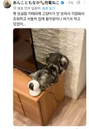 캔따개의 감시에 지친 고양이