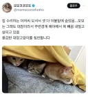 집 수리하는 아저씨 오셔서 셋 다 숨음.jpg