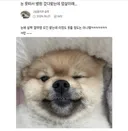 우리집 강아지 엄살이래
