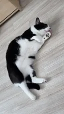 우리집 야옹이 근황