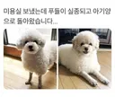 미용실 보냈는데 푸들이 실종되고 아기양으로 돌아왔습니다