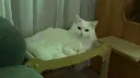 우리집 고양이 보고 갈래?