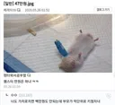 47만원짜리 햄스터 수술