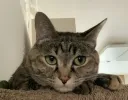 우리집 뚱냥이 보고 가셈