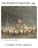 심상치 않은 사슴 목장의 분위기 jpg.