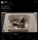 하루아침만에 쥐박이가 되어버린 일본인.twit