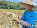 제값 못 받는 무밭에 제초제… 경영난 시달리던 농민 숨져