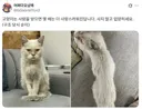진짜 캣맘